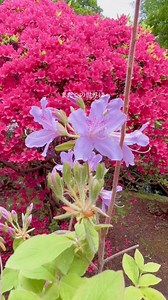 Azalea Garden, little paradise in Tokyo #azalea @followers @nezushrine | Mei Cruz