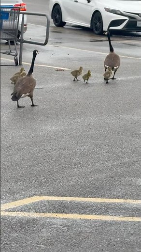 OMG 🥹❤️ #labkidz