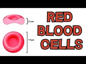 RED BLOOD CELLS - STRUCTURE AND FUNCTION