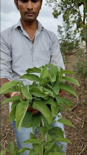 The custard apple plant is growing well #nature #farming #gardening #shorts