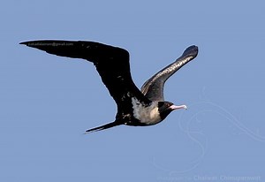 Lesser frigatebird - Alchetron, The Free Social Encyclopedia