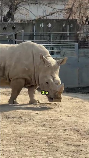 Why Rhinos Have Their Horns Cut Off?