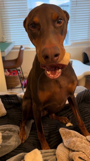 Living with a Devoted Doberman: A Dog Mom's Life