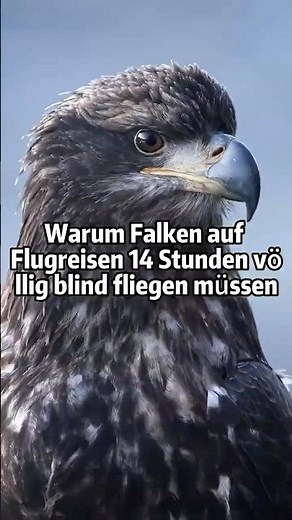 Warum Falken auf Flugreisen 14 Stunden völlig blind fliegen müssen 🦅✈️#FalkenWissen #Tiergeheimnis