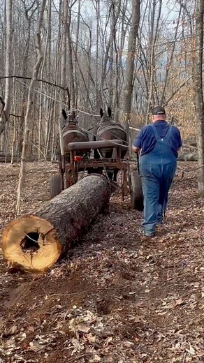 28K views · 668 reactions | Kate and Alice skidding some dirty red oak firewood logs off the Collins Tract. They’re an honest team! #mules #horselogging #drafthorse #Logging Link to full video in the comments… | Zach Odom | Facebook