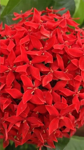 இட்லி பூக்கள் #Ixora plants Red flowers