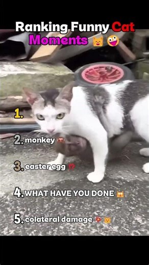 Ranking funny cat mommets 🤪🙀💥 #cat #ranking #funny