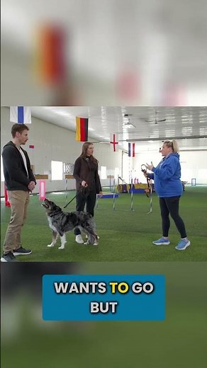 Fix Your Dog's Obedience In ONE Second #shorts