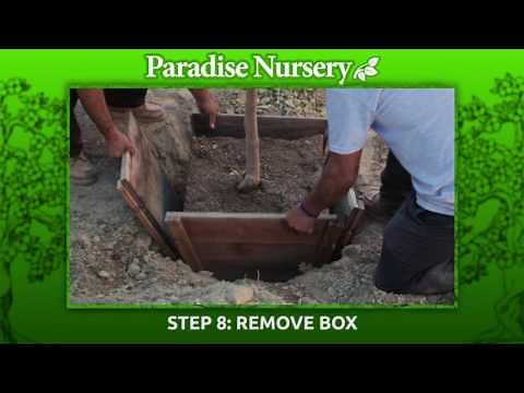How to plant a 24" Box Fruit Tree