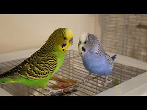 Pixel talks + Parakeet regurgitation behavior + Beard grooming [UHD 4K]