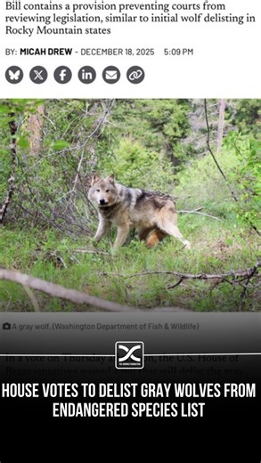 Gray wolves in the United States Lower 48 have rebounded from just a few hundred in the 1970s to ~6,000 wolves today (not to mention the more than 10,000 in Alaska)! That recovery is a direct result of the Endangered Species Act, strong science, and decades of on-the-ground conservation. On Thursday the House passed H.R. 845, delisting the gray wolf from the ESA, barring frivolous litigation and judicial review, and returning management to the states — recognizing this recovery while allowing fo