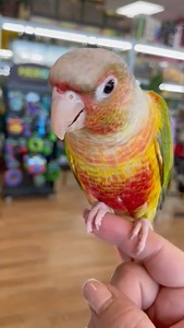 1.7K views · 18 reactions | Meet the charming Pineapple Green Cheek...