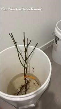 Got My Fruit Trees from Isons Nursery! #garden #fruittrees #fruitplants #blackberry #vegetablegarden