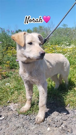 🩷Norah, Dolce Cucciolotta Simil Labrador, Cerca Casa 🏠 #shorts #perte #puppy #love #help