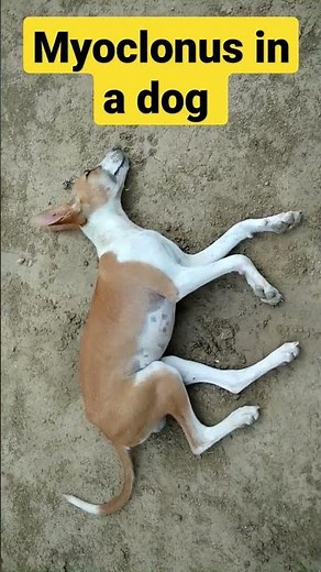 Myoclonus sign in a dog/canine distemper?/muscle twitching/peripheral nerve disease in a dog