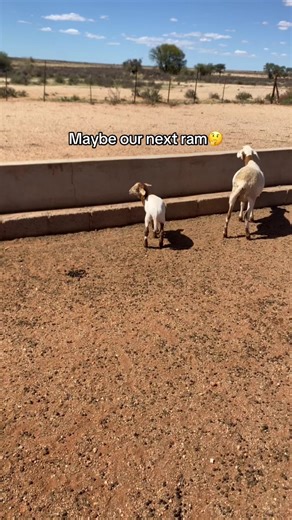 Exploring Sheep Farming: A Farmer's Journey