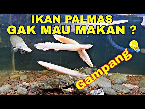 How to deal with palmas fish that won't eat albino palmas, endlycherry palmas, orna palmas, drago...