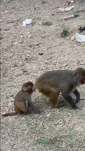 🐒 Smart and Funny Monkeys Solving Puzzles | Amazing Monkey Videos 2025