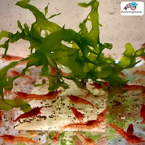 Red Cherry Shrimp for Sale Online in Australia | AuShrimpHome