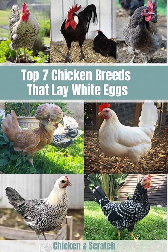 Top 7 Chicken Breeds That Lay White Eggs (with Pictures)