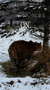 Can we get a round of applause for the meow-dels here at The Wildcat Sanctuary?! 👏📸😻 #lion #tiger #tigers #cougar #bobcat #bobcats #serval #servals #servalcat #leopard #blackleopard #modelstatus #canadalynx #lynx #meowdel #meowdeling #meowdels #wildcatsanctuary #rescuecat #rescuedcats | Wildcat Sanctuary