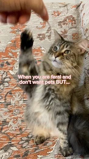 12K views · 168 reactions | When you are feral and don’t want pets But… #feralcat #cat #cats | Help stray cats in Wilmington Delaware | Facebook