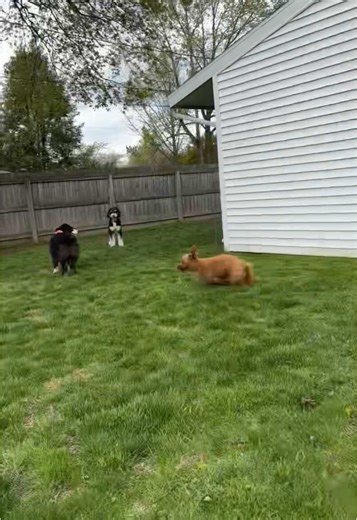 Small but mighty 😤 #fastafboiiiii #catchmeifyoucanapv