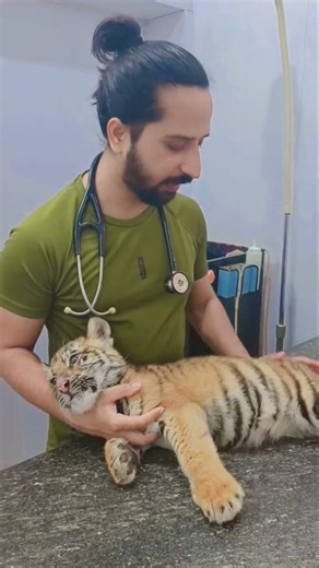 Constipation in tiger cub treated by Dr Ali. #avhlahore #alivethospital #asw #lion #tiger