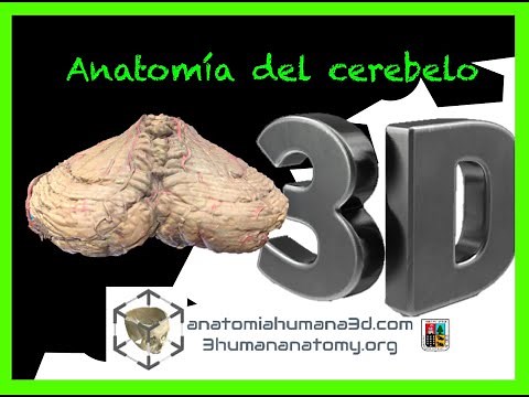 Anatomía cerebelo en 3d humano real como nunca habías visto.
