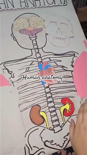 human anatomy model #handycrafts #diy #model #project #school #shortvideo #shorts #craft #viral