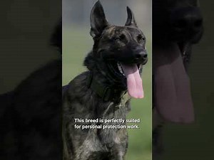 Best protection dogs