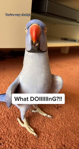 Funny Bird Conversations with Hamlet The Parrot