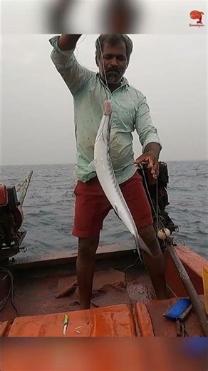 Catching Barracuda Using Indian Scad as Bait! #fishing #fishingvideo #fishingtime