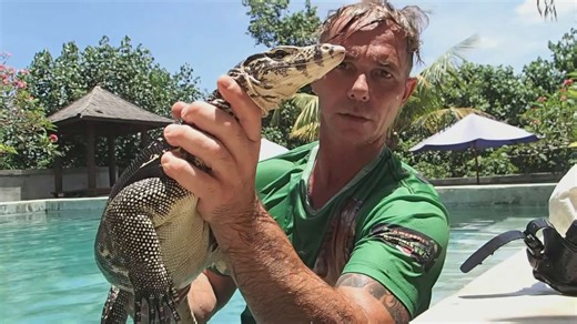 Large monitor lizard taking a swim in residential pool