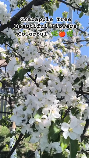 Crabapple Tree 🌸 Beautiful Flowers Colorful Fruits | Amazing Garden Tree #shorts #gardening #viral