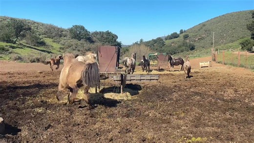 Love when the horses are feeling frisky :) still looking for a place to move to which has been a challenge but I know the perfect spot will open up :) #galloping #gallopinghorse #gypsycob #friesian #frisky