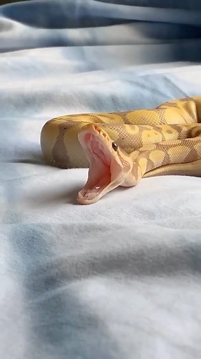 @discover.animal.collab on Instagram: "The sweetest boy! 🥱😍 Via @zodiialex"