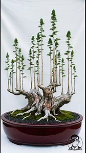 158K views · 2.4K reactions | The most popular bonsai tree style inspiration  #bonsai #bonsaitree #fblifestyle | Lan Doanx | Facebook