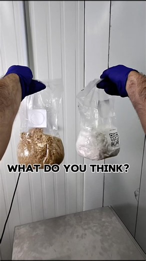 How We Make The Best Mushroom Grain Spawn 🌾🍄