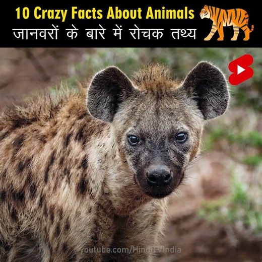 Crazy Facts About Animals 🐸🦘 | Amazing Facts about Animals | Mind Blowing Facts in Hindi #Shorts