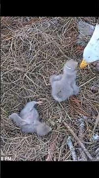 Eagle baby fall on back during feeding #beau #nest #gabrielle #birds #eagle #eaglecam