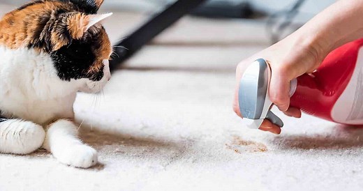 How to Stop Your Cat Pooping on the Floor (Outside Litter Box)