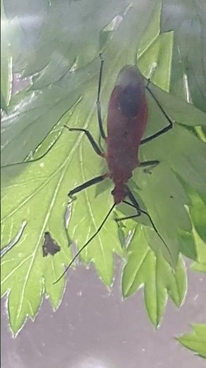 アカサシガメ