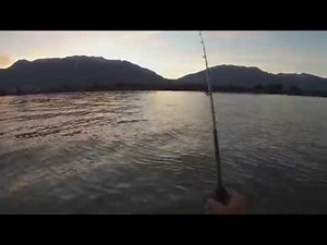 Channel Catfish Bite - From a Float Tube
