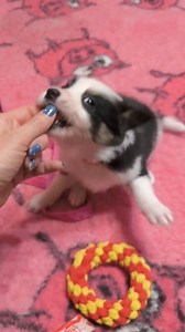 MIND THE DOG DAEMON (Cash x Mind The Dog Virtus), tricolor boy, 1 month 😍 | Mind The Dog Bc E Obedience