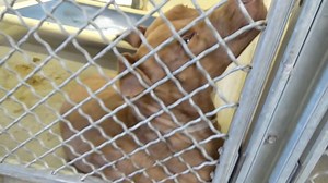 6.6K views · 430 reactions | ADOPTED - moved to SAFE Album on 01/07...