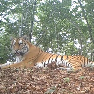 17K views · 363 shares | A wild Siberian tiger was spotted by a driver in Jilin Province, the second sighting of the mighty beast within two months. #FunChina | China Plus America | Facebook