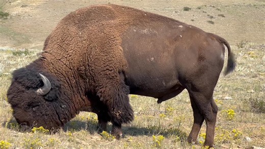 Hunting a trophy bison bull scenario, discussing aim points and recommended rifle cartridges #bisonranch #bison #huntinglife #buffalo #Hunter #4570government #greatfallsmontana #regenerativeagriculture #greatfallsmt #greatfalls #remington | Buffalo Hunt Montana