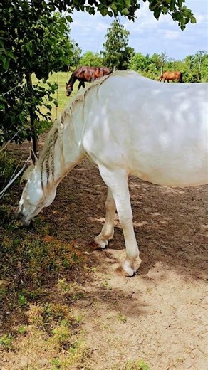 Ještě jednou Bílý koníček s copy #horse #horses