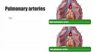 File:Left and Right Pulmonary Arteries - Anatomy & Function - Human Anatomy Kenhub 1.webm - Wikimedia Commons
